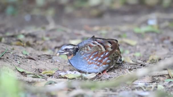 Rufous-throated Partridge (Arborophila rufogularis) in North Thailand — Stock Video