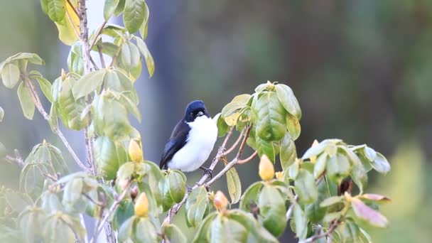 Sibia à dos foncé (Heterophasia melanoleuca) en Thaïlande du Nord — Video