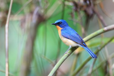 blue Hill sinekkapan (cyornis banyumas) Tayland'da erkek