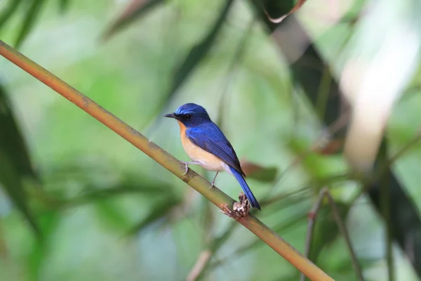 Hill Blue Flycatcher (Cyornis banyumas) male in Thailand — Stock Photo, Image