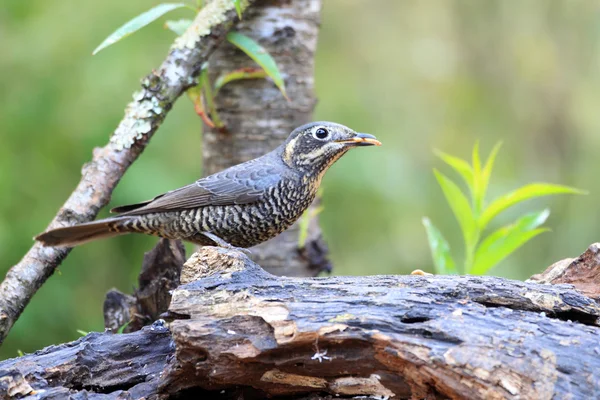 Kastanje-bellied rock lijsters (monticola rufiventris) mannelijke in thailand — Stockfoto