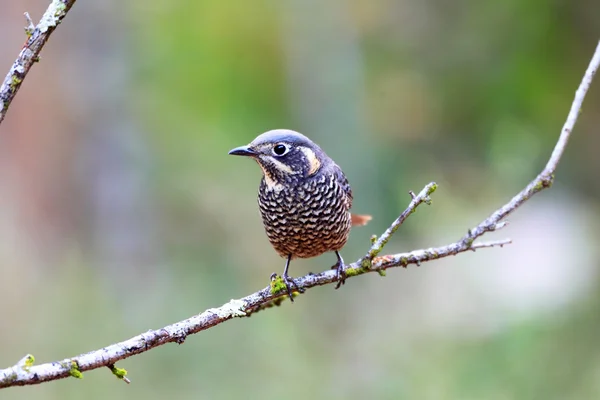 Kastanienbauchdrossel (monticola rufiventris) Männchen in Thailand — Stockfoto