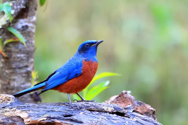 Kastanj-bellied rock trast (monticola rufiventris) manliga i thailand — Stockfoto