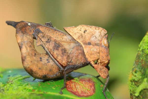 枯叶模仿蝗虫 (chorotypus sp) 在 sinharaja 森林保护区，斯里兰卡 — 图库照片