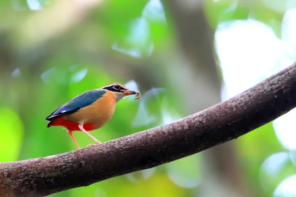 Indian Pitta (Pitta brachyura) in Sri Lanka — Stock Photo, Image