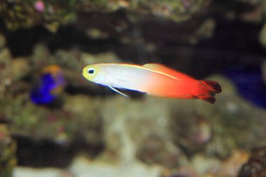 kayabalığı (nemateleotris magnifica) Japonya'da ateş