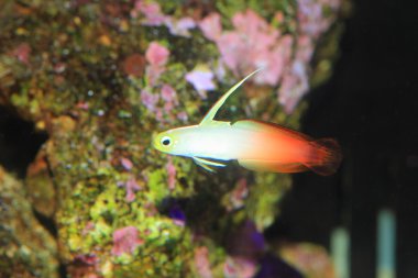 kayabalığı (nemateleotris magnifica) Japonya'da ateş