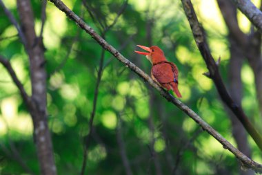 Kırmızı arası Kingfisher (Halcyon coromanda) Japonya'da