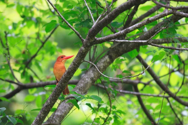 Ruddy Kingfisher (Halcyon coromanda) in Japan — Stock Photo, Image