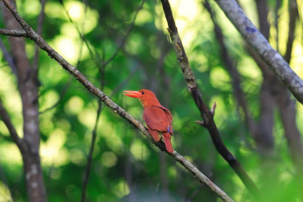 Κοκκινωπός Kingfisher (coromanda Αλκυονίδες) στην Ιαπωνία — Φωτογραφία Αρχείου