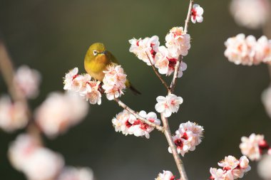 kiraz çiçeği arka planda Japonya ile Japon white-eye (zosterops japonicus)