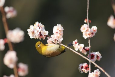 kiraz çiçeği arka planda Japonya ile Japon white-eye (zosterops japonicus)