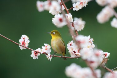 Japanese White-eye (Zosterops japonicus) with cherry blossom background in Japan clipart