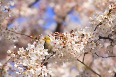 Japanese White-eye (Zosterops japonicus) with cherry blossom background in Japan clipart