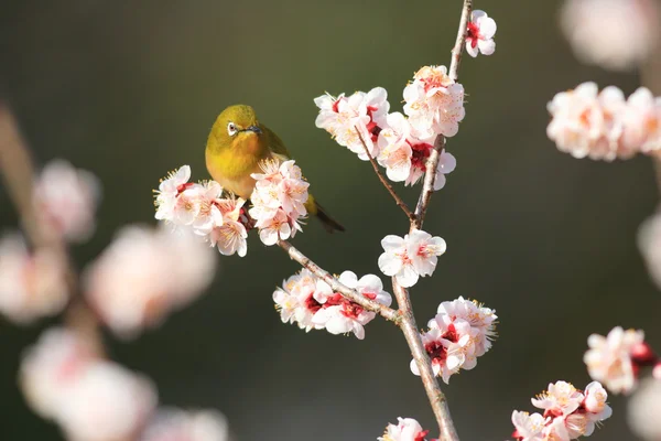 Japanisches Weißauge (zosterops japonicus) mit Kirschblütenhintergrund in Japan — Stockfoto