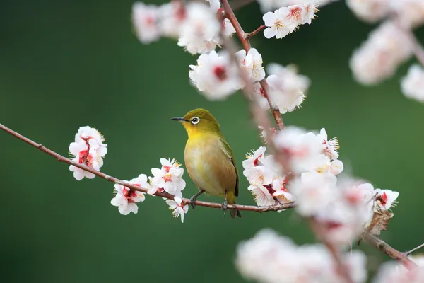 Ojo blanco japonés (Zosterops japonicus) con fondo de flor de cerezo en Japón — Foto de Stock