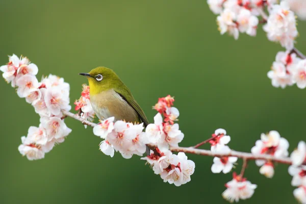 Olho branco japonês (Zosterops japonicus) com fundo de flor de cereja no Japão — Fotografia de Stock