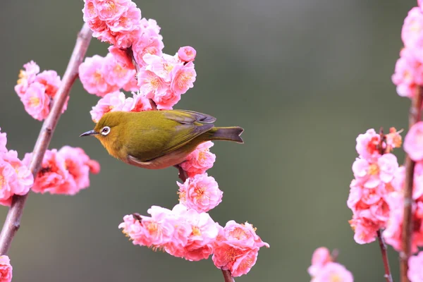 Japanese White-eye (Zosterops japonicus) with cherry blossom background in Japan — Stock Photo, Image