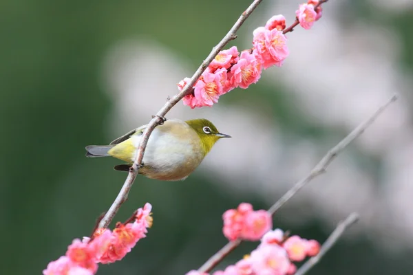 Japanese White-eye (Zosterops japonicus) with cherry blossom background in Japan — Stock Photo, Image