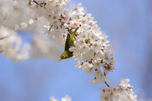 日本の桜背景でメジロ （目白） — ストック写真