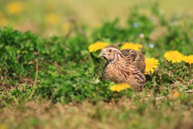 Japonya'da Japon bıldırcın (coturnix japonica)