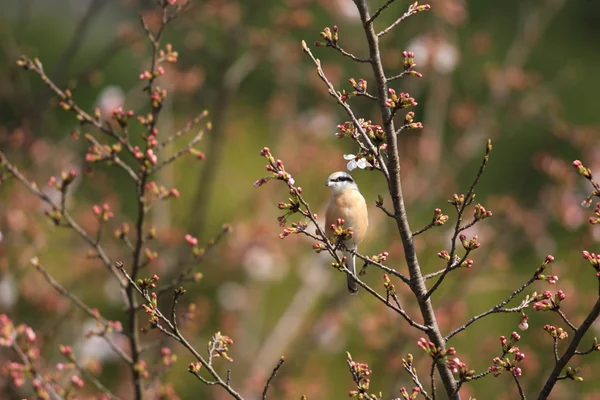 Grauwe klauwier (lanius collurio) in japan — Stockfoto