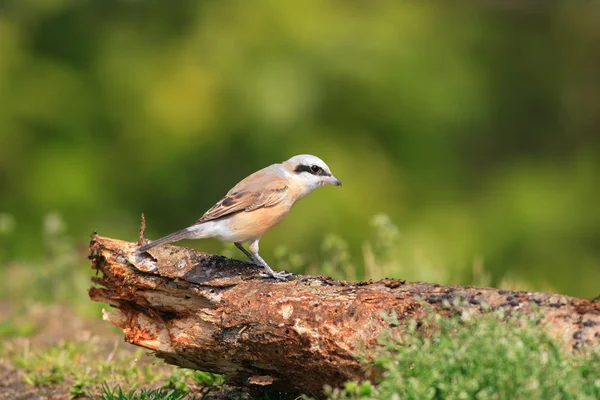 Shrike dal dorso rosso (Lanius collurio) in Giappone — Foto Stock