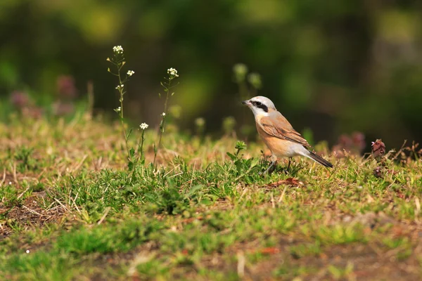 레드 백업 때 까치 (lanius collurio) 일본에서 — 스톡 사진