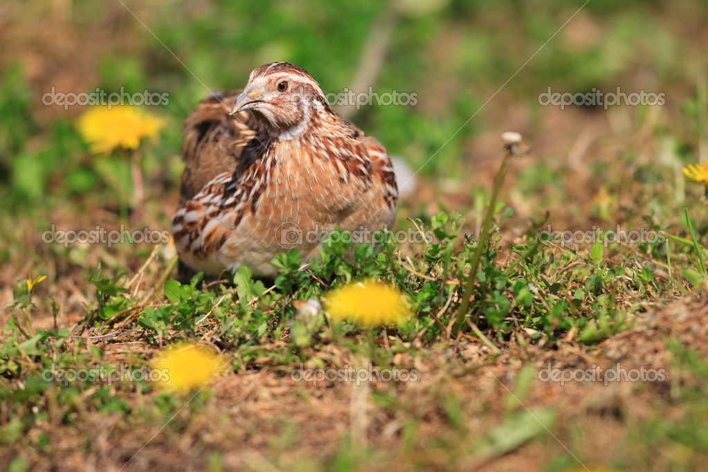Japanese Quail (Coturnix japonica) in Japan Stock Photo by ©feather0510