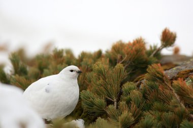 Rock ptarmigan (lagopus muta) kış tüyleri, Japonya