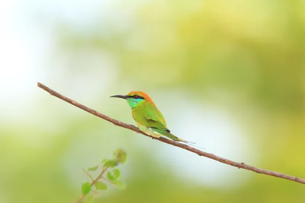 Mangiatore di api verdi (Merops orientalis) in Sri Lanka — Foto Stock