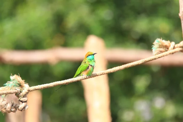 Green Bee-eater (Merops orientalis) in Sri Lanka — Stock Photo, Image