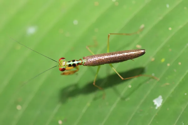 Beautiful Praying Mantis sp in Sri Lanka — Stock Photo, Image