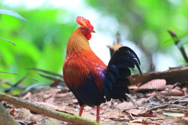 Sri lanka ya da sri Lanka Seylan junglefowl (gallus lafayetii)