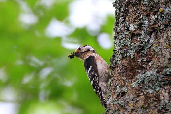 Małopolskie zauważył Dzięcioł (dendrocopos minor) zagnieżdżanie w hokkaido, Japonia — Zdjęcie stockowe