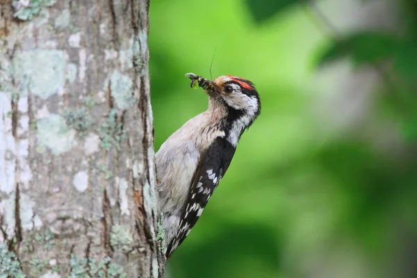 Menor pica-pau manchado (Dendrocopos minor) nidificação em Hokkaido, Japão — Fotografia de Stock