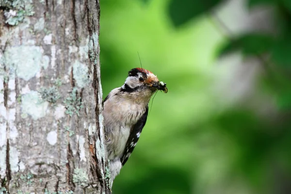 Menor pica-pau manchado (Dendrocopos minor) nidificação em Hokkaido, Japão — Fotografia de Stock