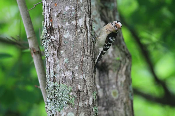 Lesser Spotted Woodpecker (Dendrocopos minor) nesting in Hokkaido, Japan — Stock Photo, Image