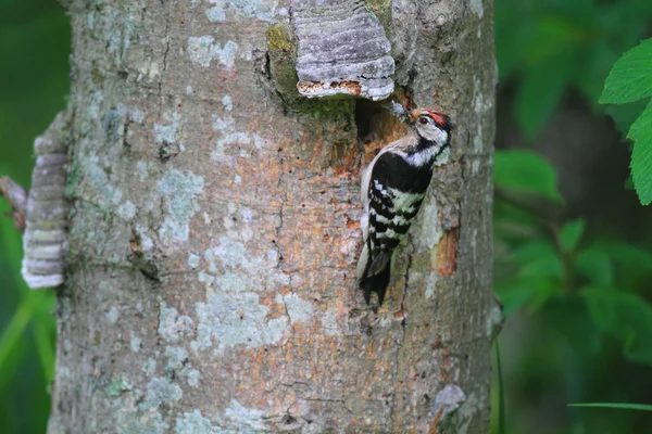 Mindre hackspett (dendrocopos mindre) häckande i hokkaido, japan — Stockfoto