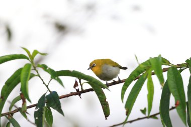 sri Lanka Sri lanka white-eye (zosterops ceylonensis)