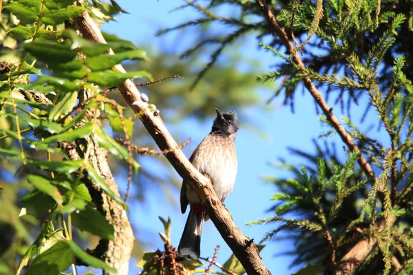 Шри-Ланка Белоглазый (Zosterops ceylonensis) в Шри-Ланке — стоковое фото