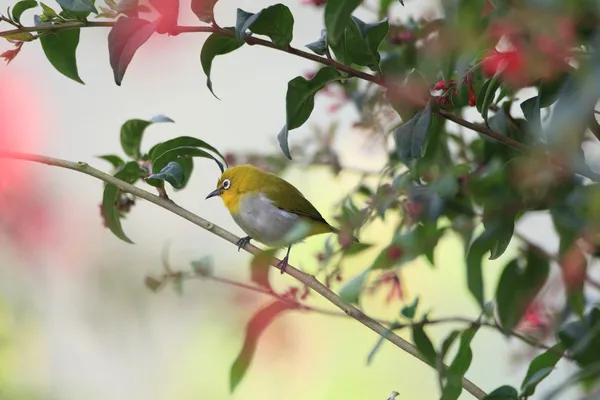 Sri Lanka Sri lanka white-eye (zosterops ceylonensis) — Stok fotoğraf