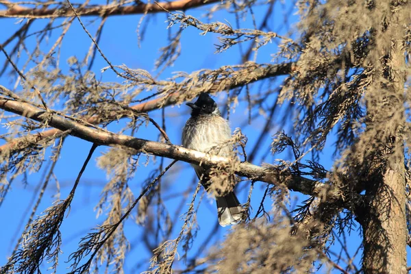 スリランカのシリアカヒヨドリ pycnonotus cafer — ストック写真