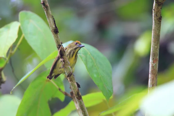 Pica-paus-de-peito-amarelo (Prionochilus maculatus) em Bornéu, Malásia — Fotografia de Stock
