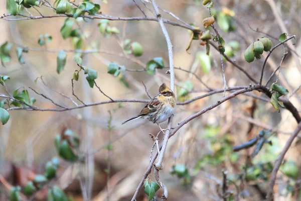 Żółty perlisty trznadel (emberiza elegans) kobiet w Japonii — Zdjęcie stockowe