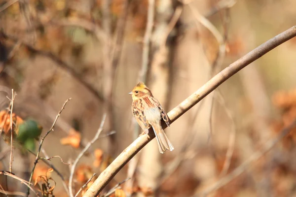 Bruant à gorge jaune (Emberiza elegans) femelle au Japon — Photo