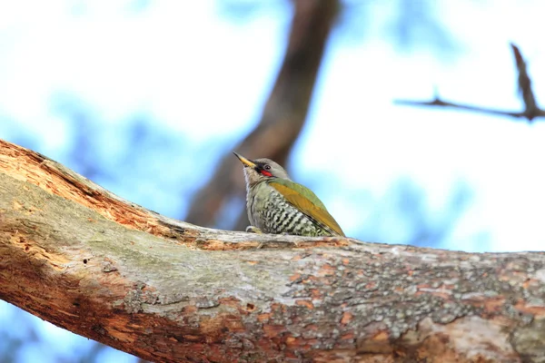 Japoński zielony (Picus awokera) Dzięcioł w Japonii — Zdjęcie stockowe