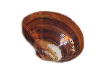 Kore sert cisim (meretrix lamarckii), Japonya (beyaz arka plan)