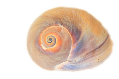 Bladder Moon shell  Glossaulax didyma  in Japan