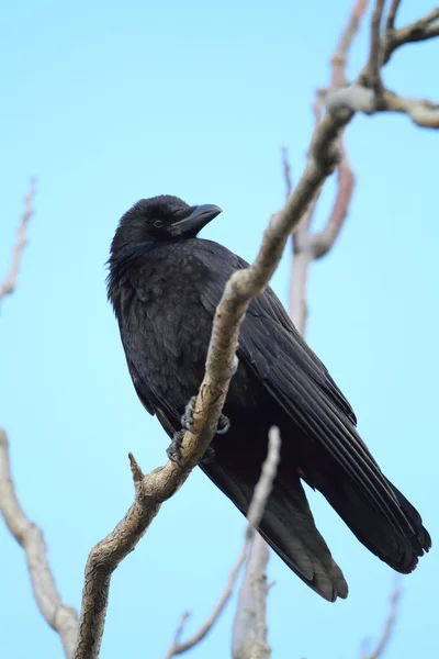 Corvo-correio (Corvus corone) no Japão — Fotografia de Stock